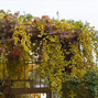 Parthenocissus 'yellow wall' - pavinič k2l - Parthenocissus 'Yellow Wall' 2