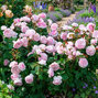 Ruža 'olivia rose austin' - david austin k3l - Ruža 'Olivia Rose Austin' 1