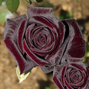 Ruža 'black baccara' - jacquesom mouchotte k3l - Ruža 'Black Baccara' - Jacquesom Mouchotte K3L 1