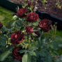 Ruža 'black baccara' - jacquesom mouchotte k3l - Ruža 'Black Baccara' - Jacquesom Mouchotte K3L 2