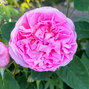 Ruža old english garden beauties 'mary' k3l - Ruža Old English Garden Beauties 'Mary' 