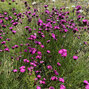 Dianthus carthusianorum - klinček - Dianthus carthusianorum