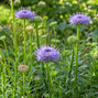 Jasione 'blue light - pavinec - Jasione 'Blue Light 1