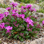 Arabis blepharophylla - arábka - Arabis blepharophylla