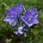 Campanula 'major' - zvonček - Campanula 'Major' - zvonček 1
