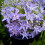 Campanula 'major' - zvonček - Campanula 'Major' - zvonček 2