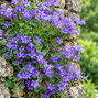 Campanula portenschlagiana - zvonček - Campanula portenschlagiana