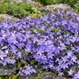 Campanula poscharskyana - zvonček - Campanula poscharskyana  