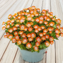 Delosperma 'ice cream orange'- poludňovka - Delosperma 'Ice Cream Orange'- poludňovka 2