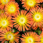 Delosperma 'solstice orange' - poludňovka - Delosperma 'Solstice Orange'