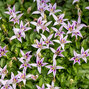 Hypsela reniformis - Hypsela reniformis 1