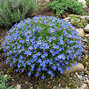 Lithodora 'grace ward'- kamejka k1l - Lithodora 'Grace Ward'