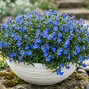 Lithodora 'grace ward'- kamejka k1l - Lithodora 'Grace Ward'  1