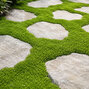 Sagina 'green moss' - machovnička - Sagina 'Green Moss'