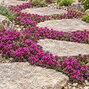 Thymus 'coccineus' - dúška - Thymus 'Coccineus' 