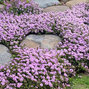 Thymus 'pink chintz' - dúška - Thymus 'Pink Chintz' 
