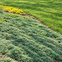 Thymus 'pseudolanuginosus' - dúška - Thymus 'Pseudolanuginosus' 