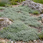 Thymus 'pseudolanuginosus' - dúška - Thymus 'Pseudolanuginosus'  1