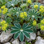 Alchemilla alpina - alchemilka - Alchemilla alpina