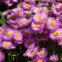 Erigeron 'rosa juwel' - turica - Erigeron 'Rosa Juwel'