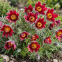Pulsatilla 'pulsar red shades' - poniklec - Pulsatilla 'Pulsar Red Shades'