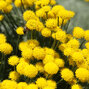 Santolina 'nana' - santolína - 9250399 Santolina 'Nana' 03