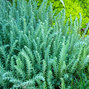 Sedum 'blue spruce' - rozchodník - Sedum 'Blue Spruce'