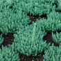 Sedum 'blue spruce' - rozchodník - Sedum 'Blue Spruce' 