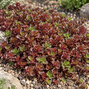 Sedum 'coccineum' - rozchodník - Sedum 'Coccineum' 