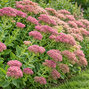 Sedum 'herbstfreude' - rozchodník - Sedum 'Herbstfreude'