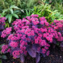 Sedum 'oriental dancer' - rozchodník - Sedum 'Oriental Dancer'