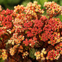 Sedum 'peach pearls' - rozchodník - Sedum 'Peach Pearls' - rozchodník 1