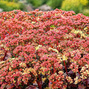 Sedum 'peach pearls' - rozchodník - Sedum 'Peach Pearls' - rozchodník 2