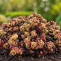 Sedum 'peach pearls' - rozchodník - Sedum 'Peach Pearls' - rozchodník 3