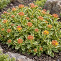 Sedum 'variegatum' - rozchodník - Sedum 'Variegatum'