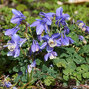 7241462 - aquilegia_ministar1