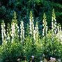 Aconitum 'album' - prilbica - Aconitum 'Album' 