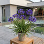 Agapanthus 'brilliant blue' - kalokvet - Agapanthus 'Brilliant Blue' 
