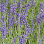 Lavandula 'hidcote blue' - levanduľa - 15250289 Lavandula 'Hidcote Blue' 03