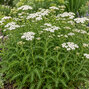 Achillea 'white beauty' - rebríček - Achillea 'White Beauty'