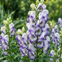 Aconitum 'bicolor' - prilbica - Aconitum 'Bicolor' 