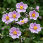 Anemone 'regal swan' - veternica - Anemone 'Regal Swan' 