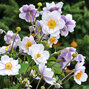 Anemone 'ruffled swan' - veternica - Anemone 'Ruffled Swan'