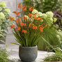 Crocosmia 'bressingham dark fires' - montbrécia - Crocosmia 'Bressingham Dark Fires'