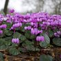 Cyclamen coum - cyklámen k1l - 3243204 Cyclamen coum 01
