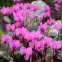 Cyclamen coum - cyklámen k1l - 3243204 Cyclamen coum 02