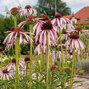 Echinacea pallida - echinácea - Echinacea pallida