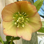 Helleborus 'apricot' - čemerica k2l - 9251264 Helleborus 'Apricot' 2L 01