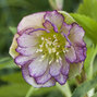 Helleborus 'double picotee king'- čemerica k2l - 9250631 Helleborus 'Double Picotee King' 2L 01