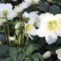 Helleborus 'mont blanc' - čemerica - 9250782 Helleborus 'Mont Blanc' 02